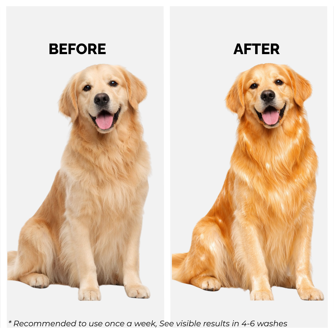 Oatmeal Glow Shampoo for Dogs & Cats