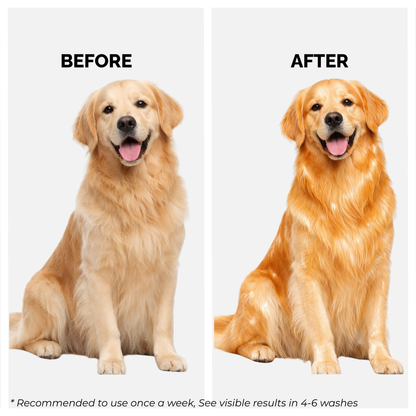 Oatmeal Glow Shampoo for Dogs & Cats