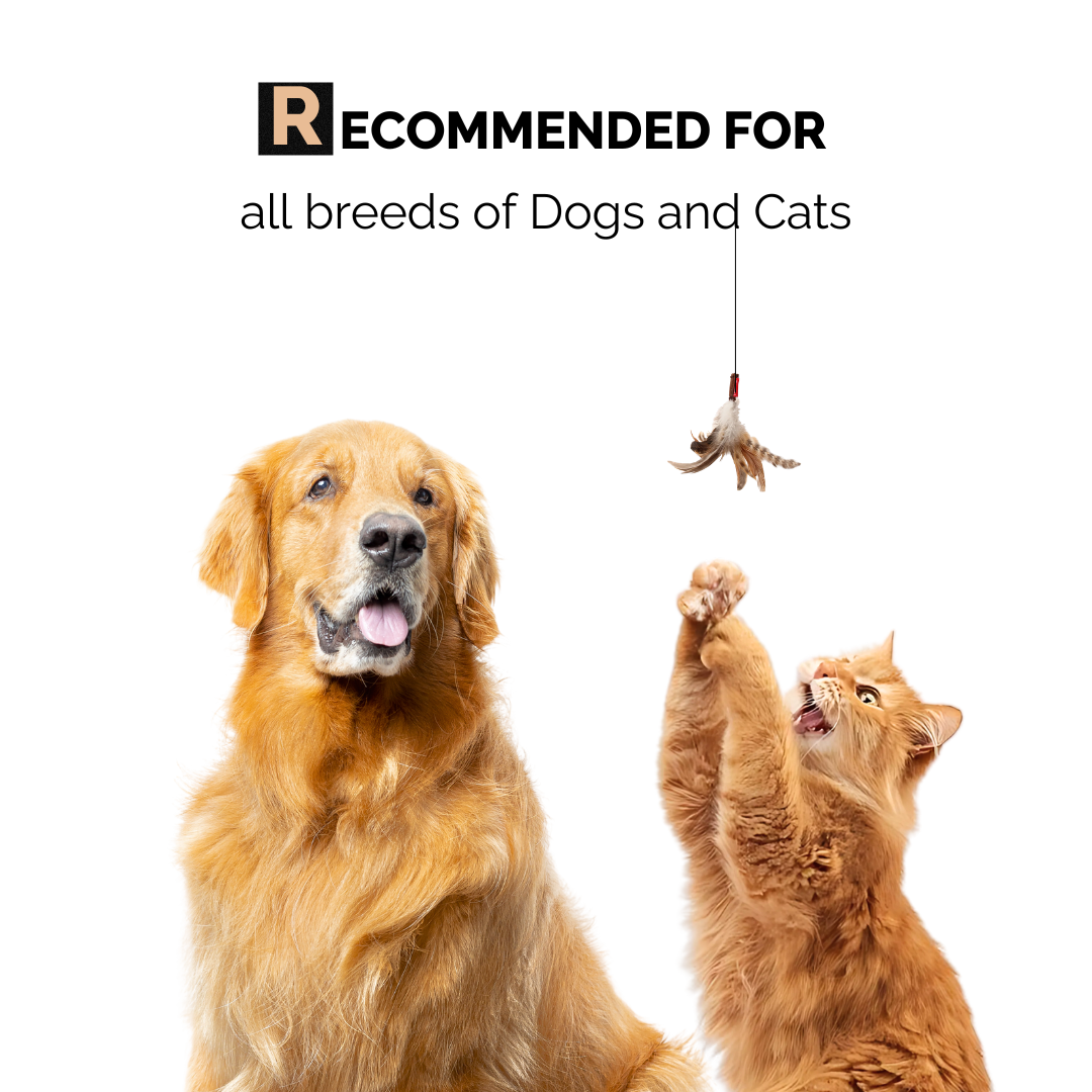 Oatmeal Glow Shampoo for Dogs & Cats
