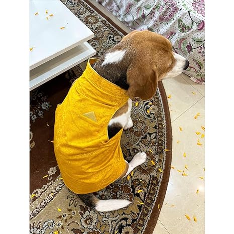 Dog O Bow Sherwani - (S/M/Xl/XXl)