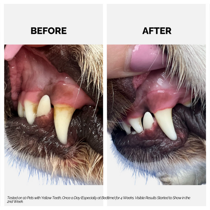 Dental Spray for Dogs & Cats