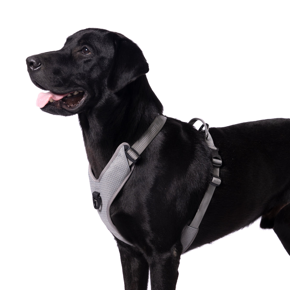 Buy Truelove Black Harness with Reflective Fabric for Your Pet — ThePetNest